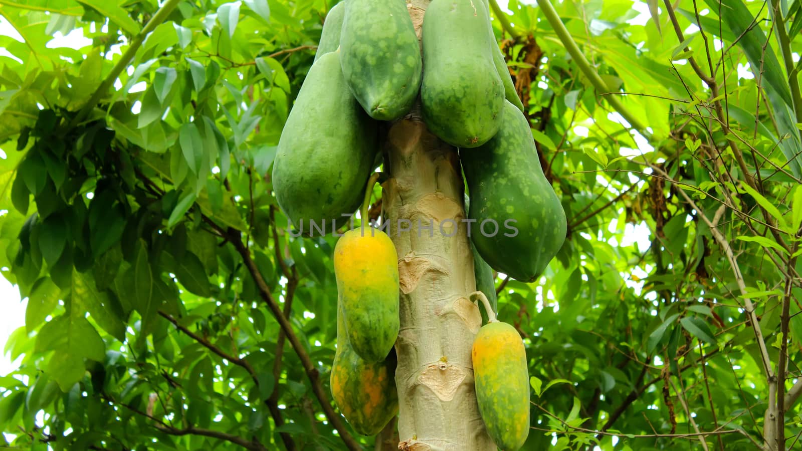 papaya tree