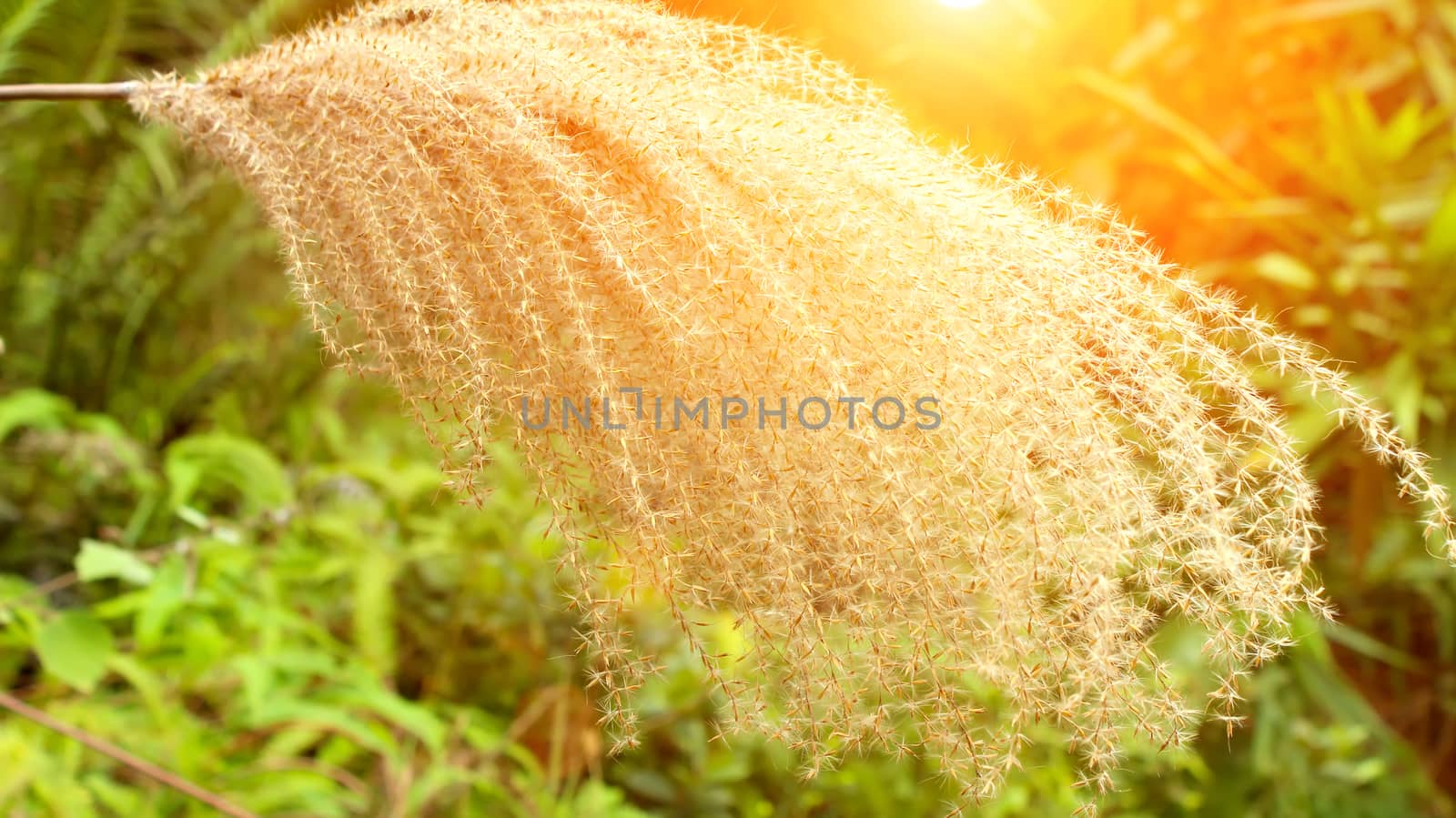 grass