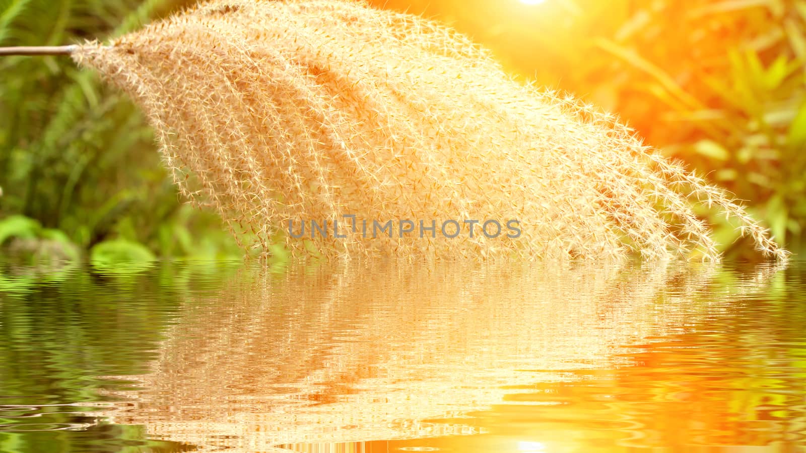 grass