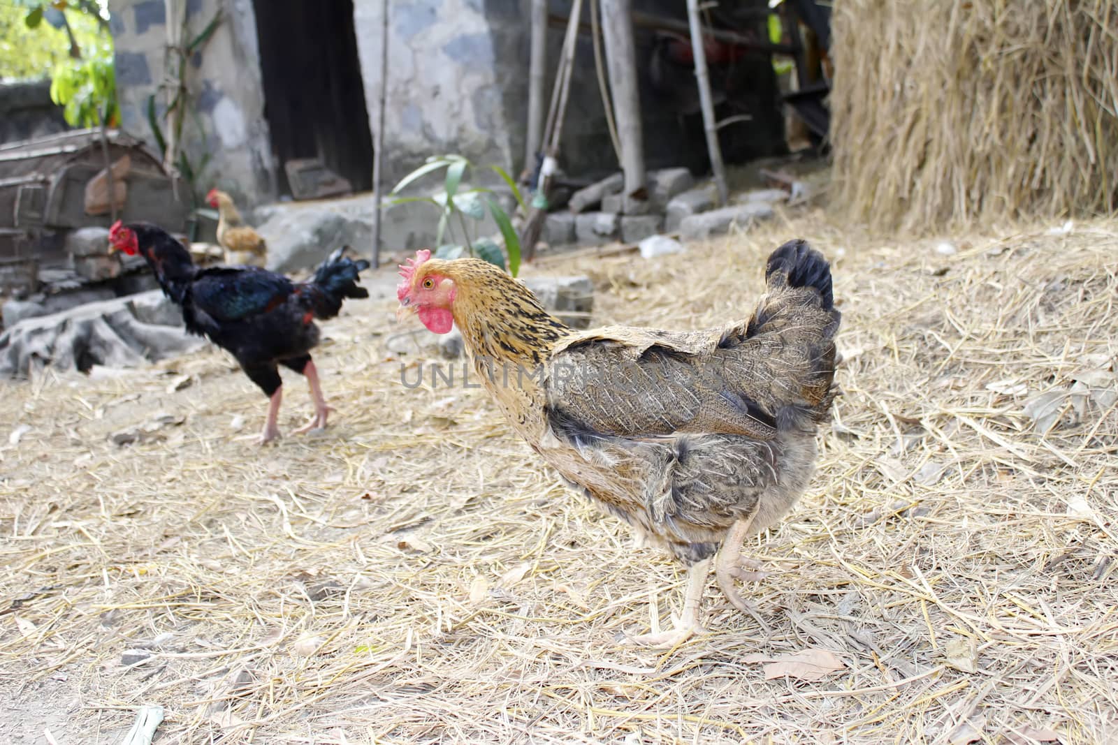 chicken in the garden