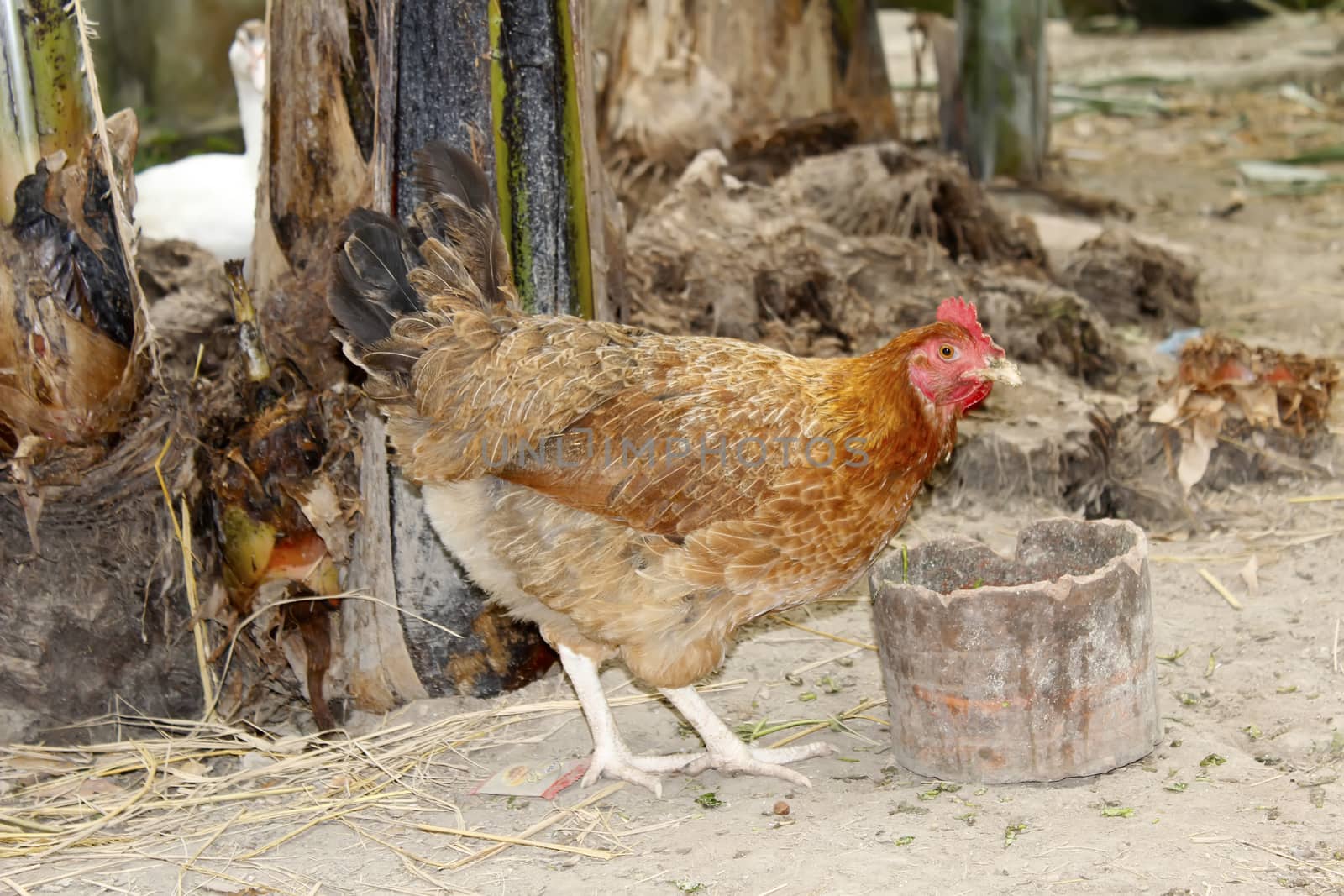 chicken in the garden