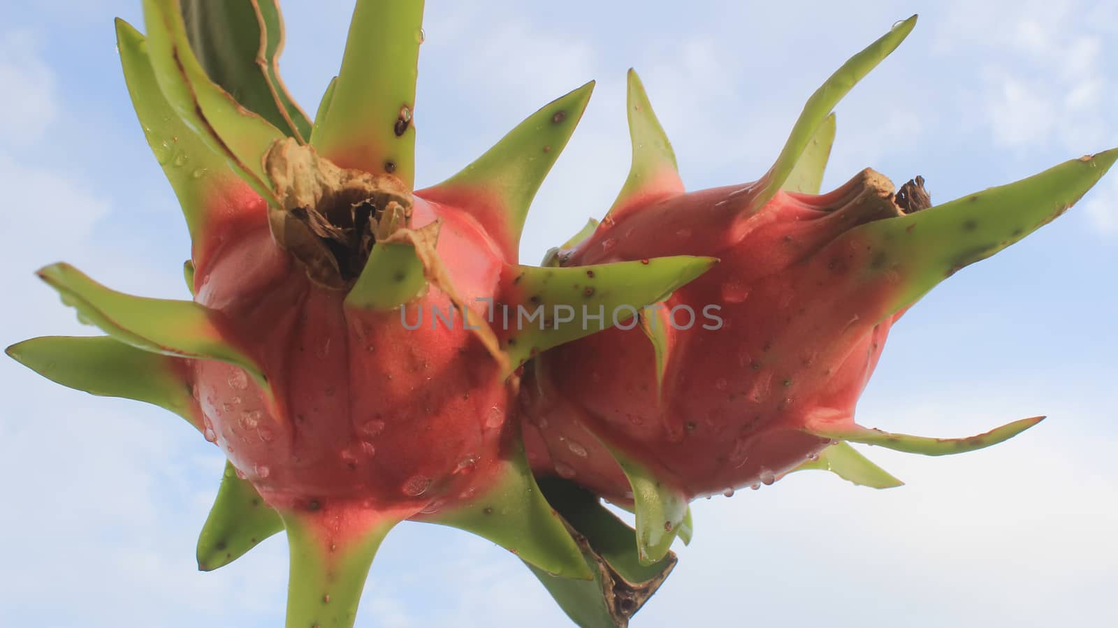 dragon fruit and the sky