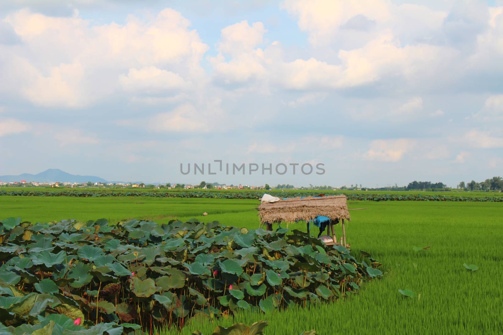 green rice, field, lotus pond, hut and sky by dinhngochung