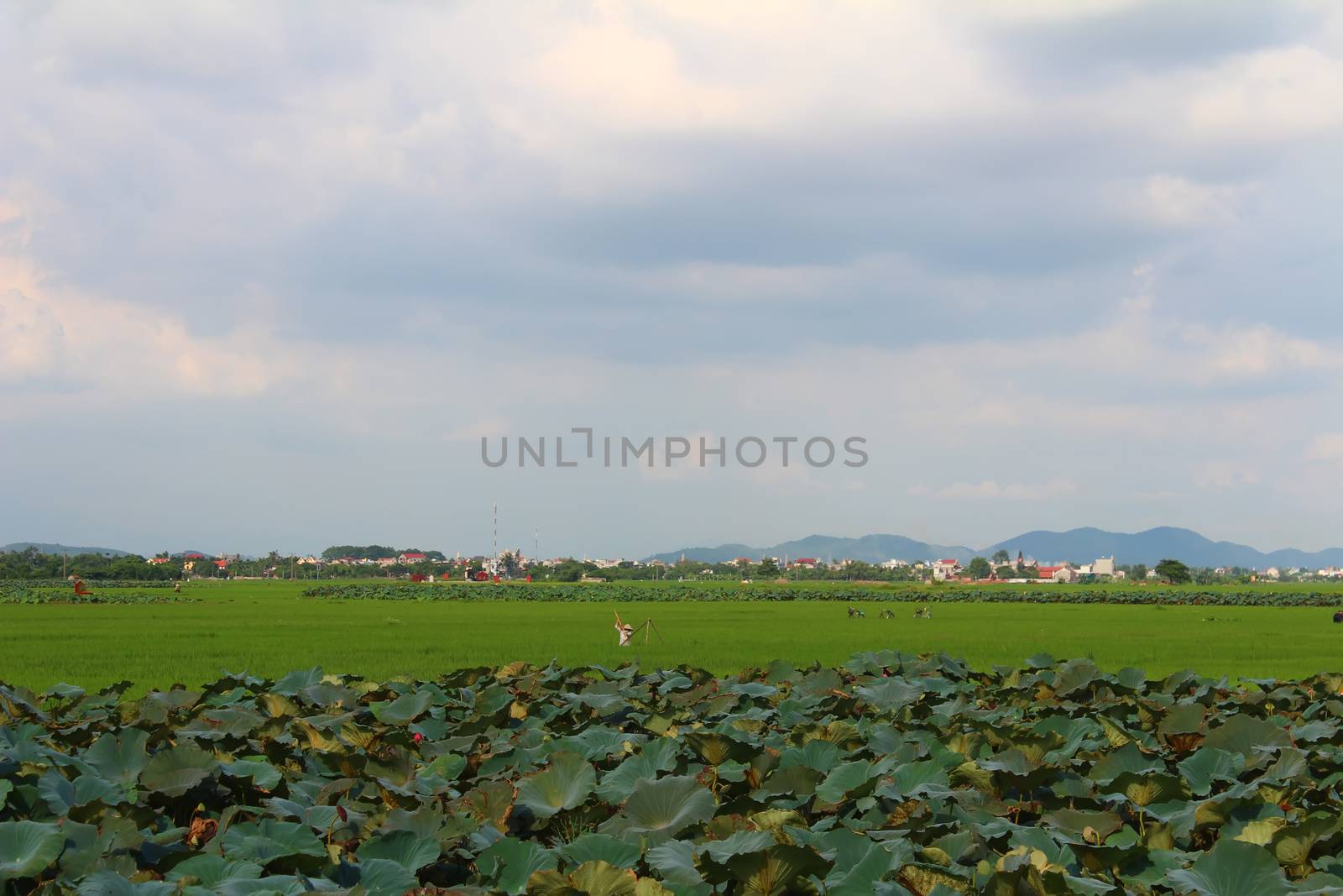 green rice, lotus pond, field and sky