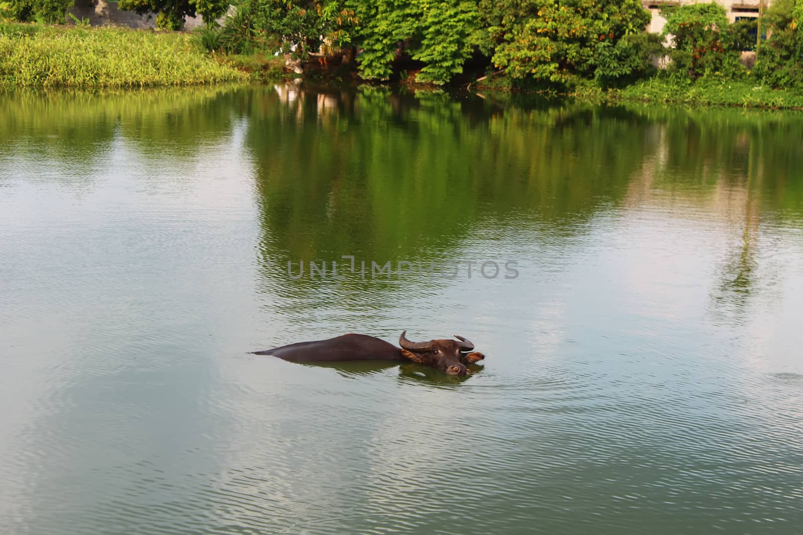 The water buffalo in pond