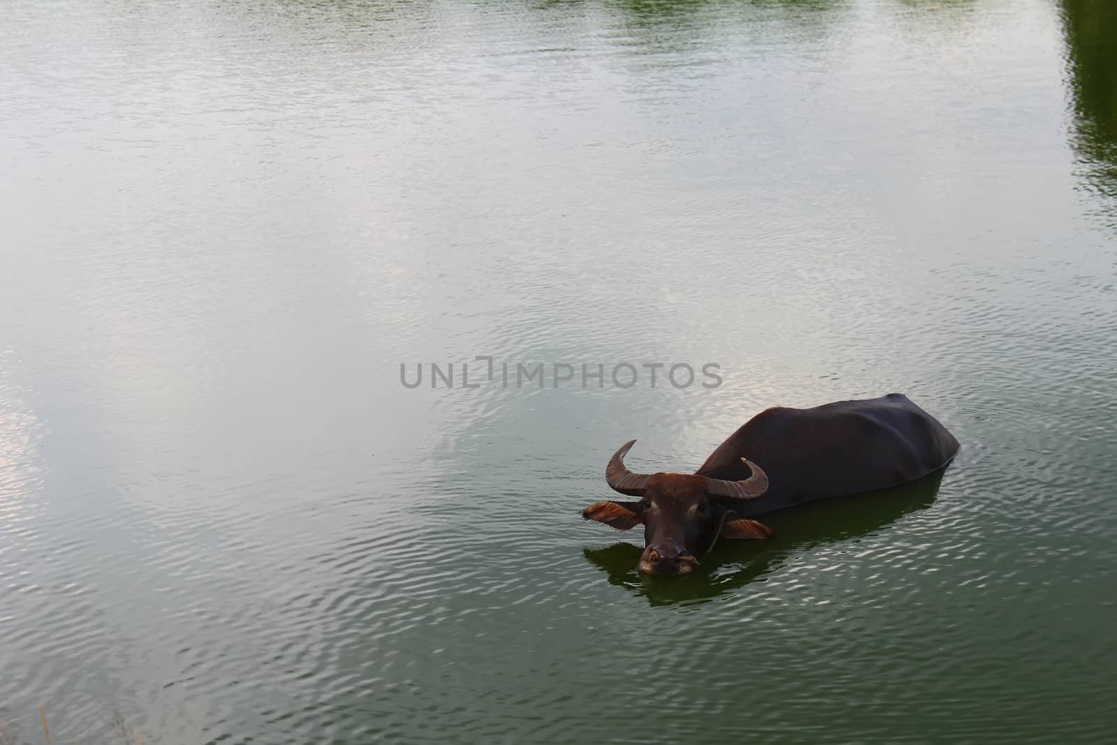 The water buffalo in pond by dinhngochung