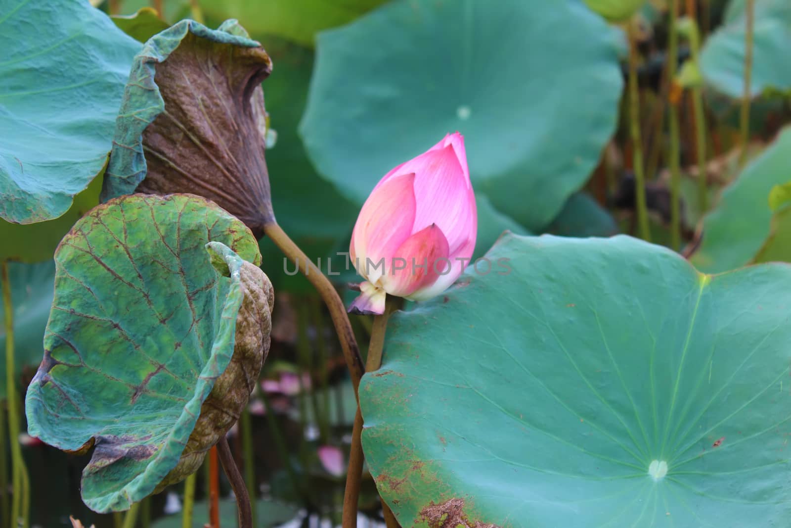 the lotus in the pond