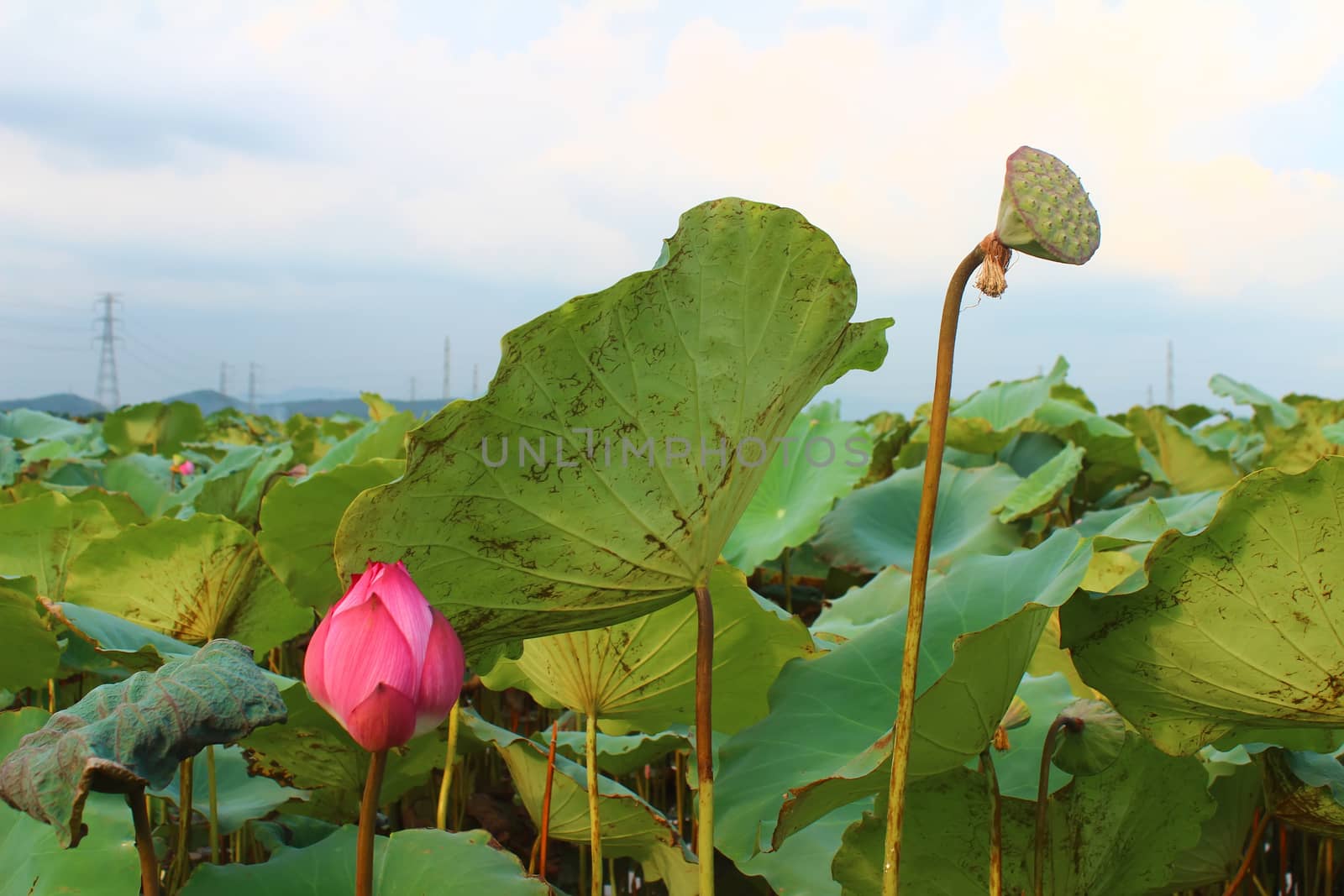 the lotus in the pond