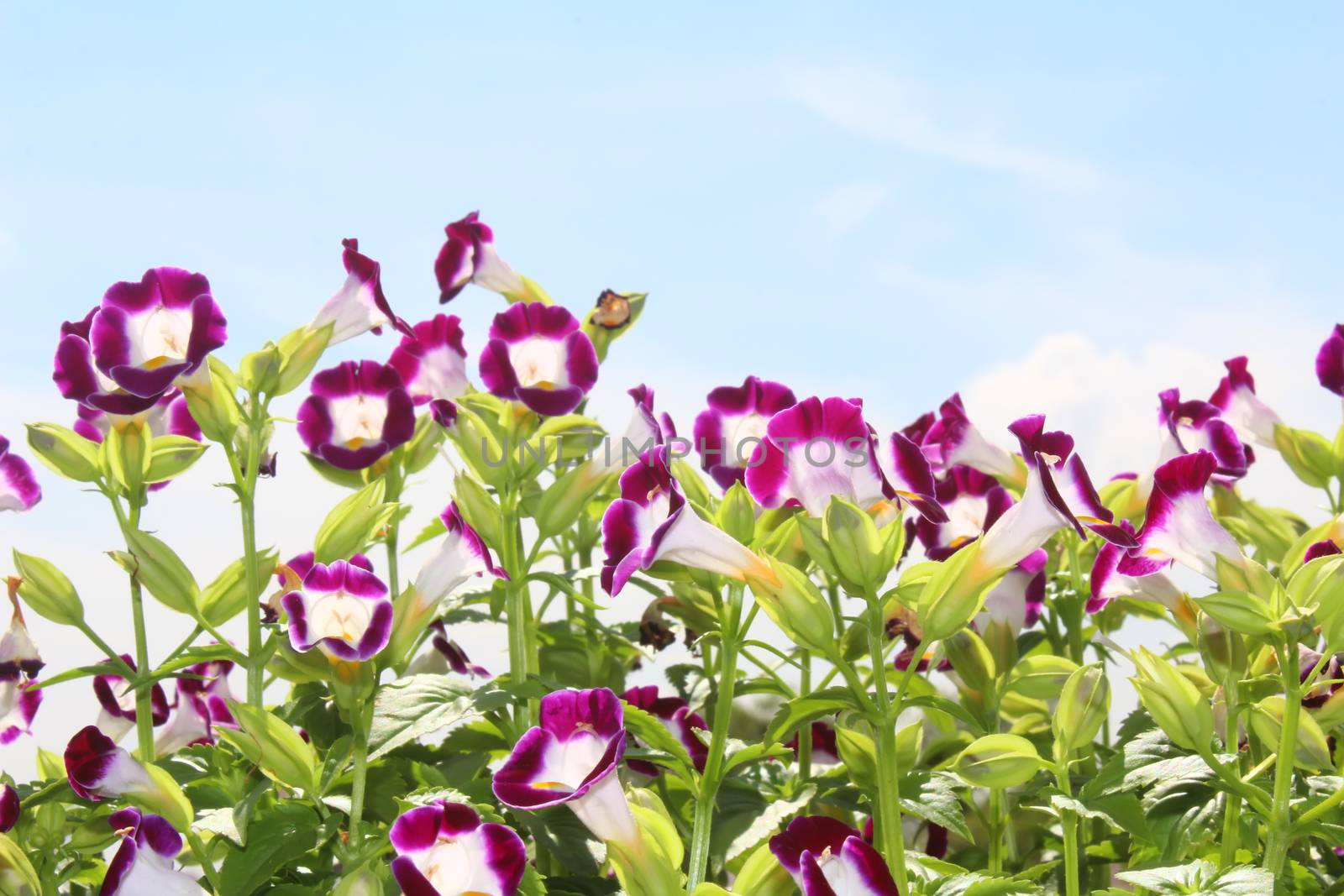 Nice purple flower in the field