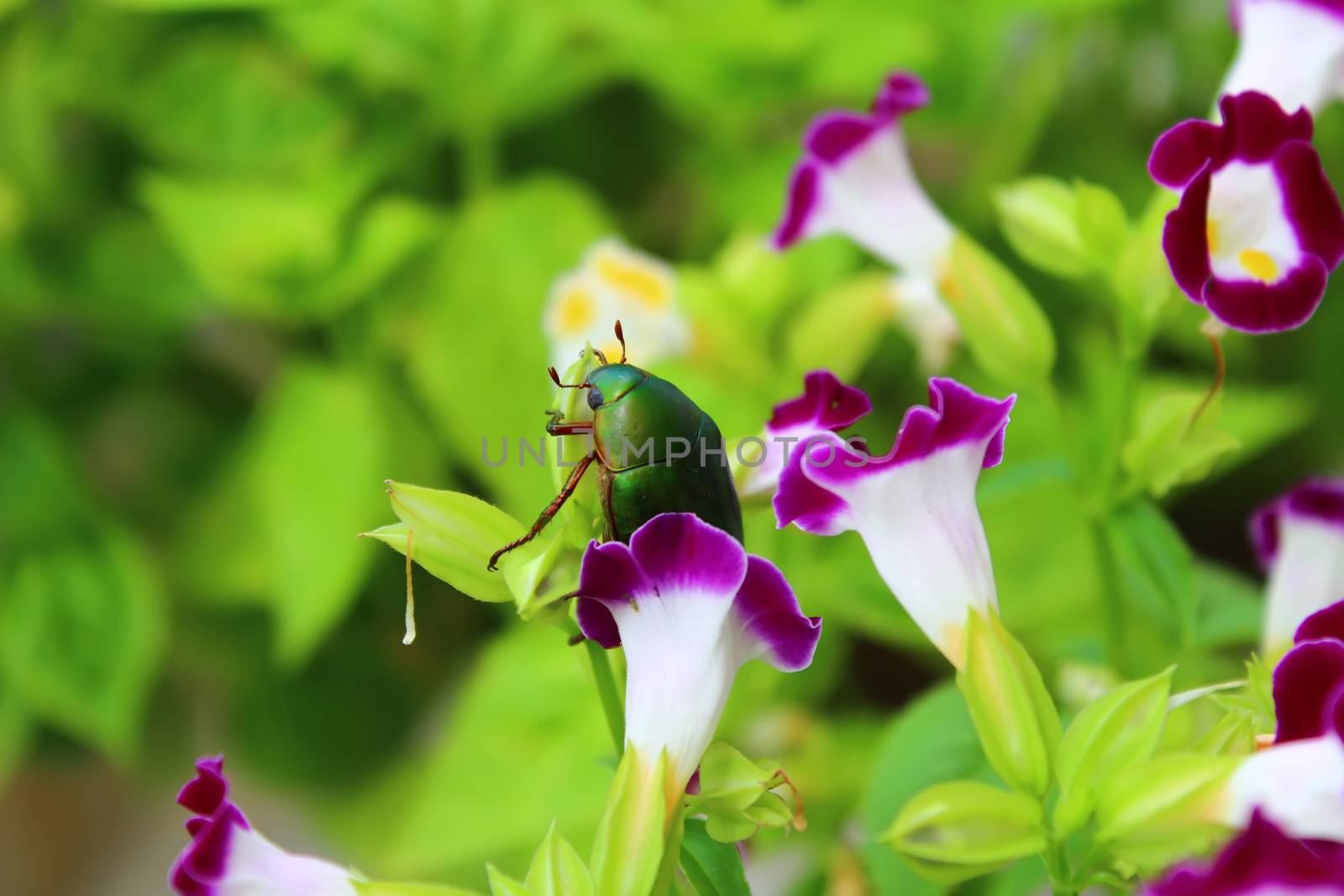green beetle sitting on purple flower