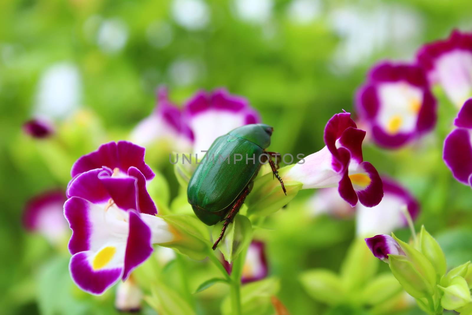 green beetle sitting on purple flower