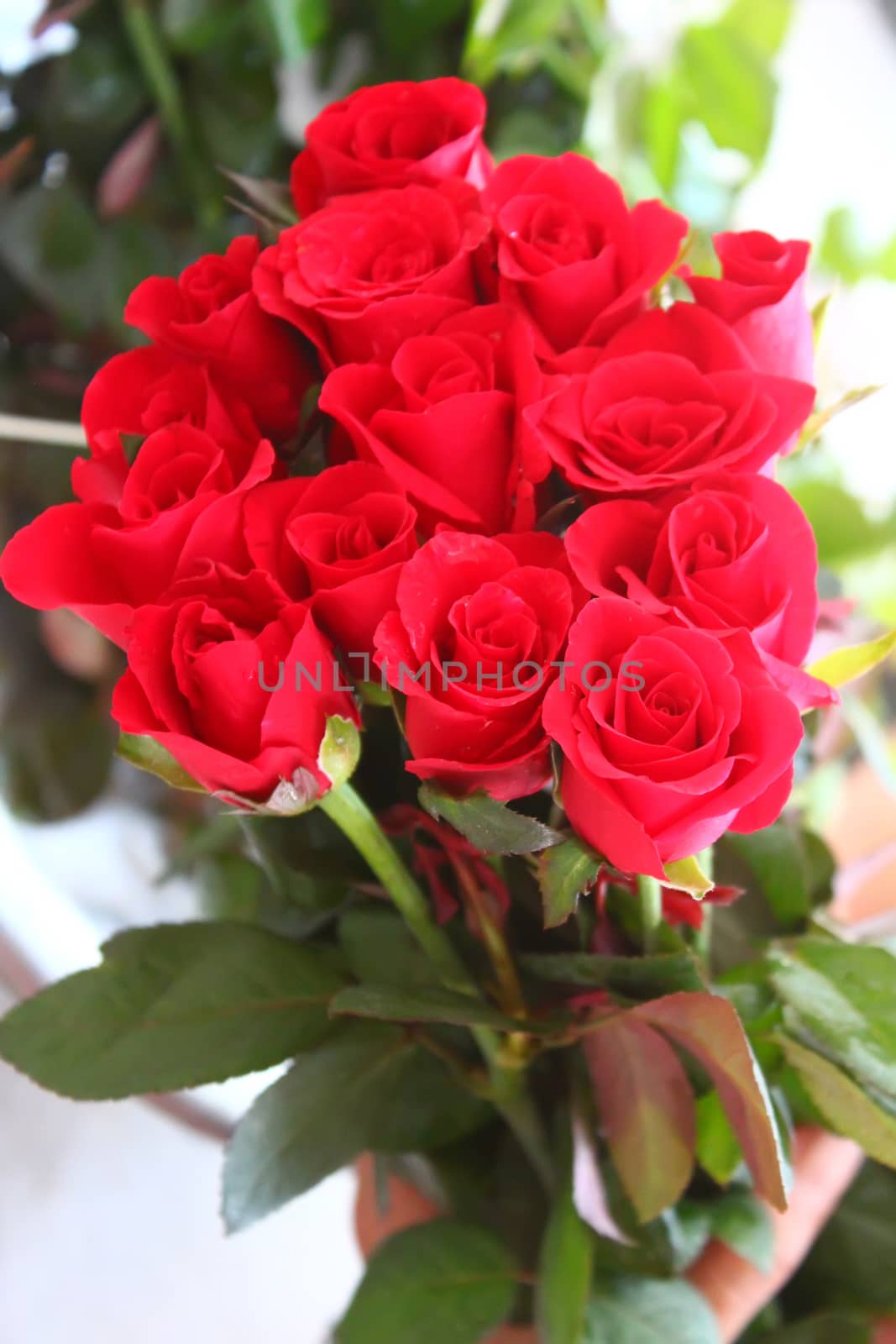 
Beautiful bouquet of roses