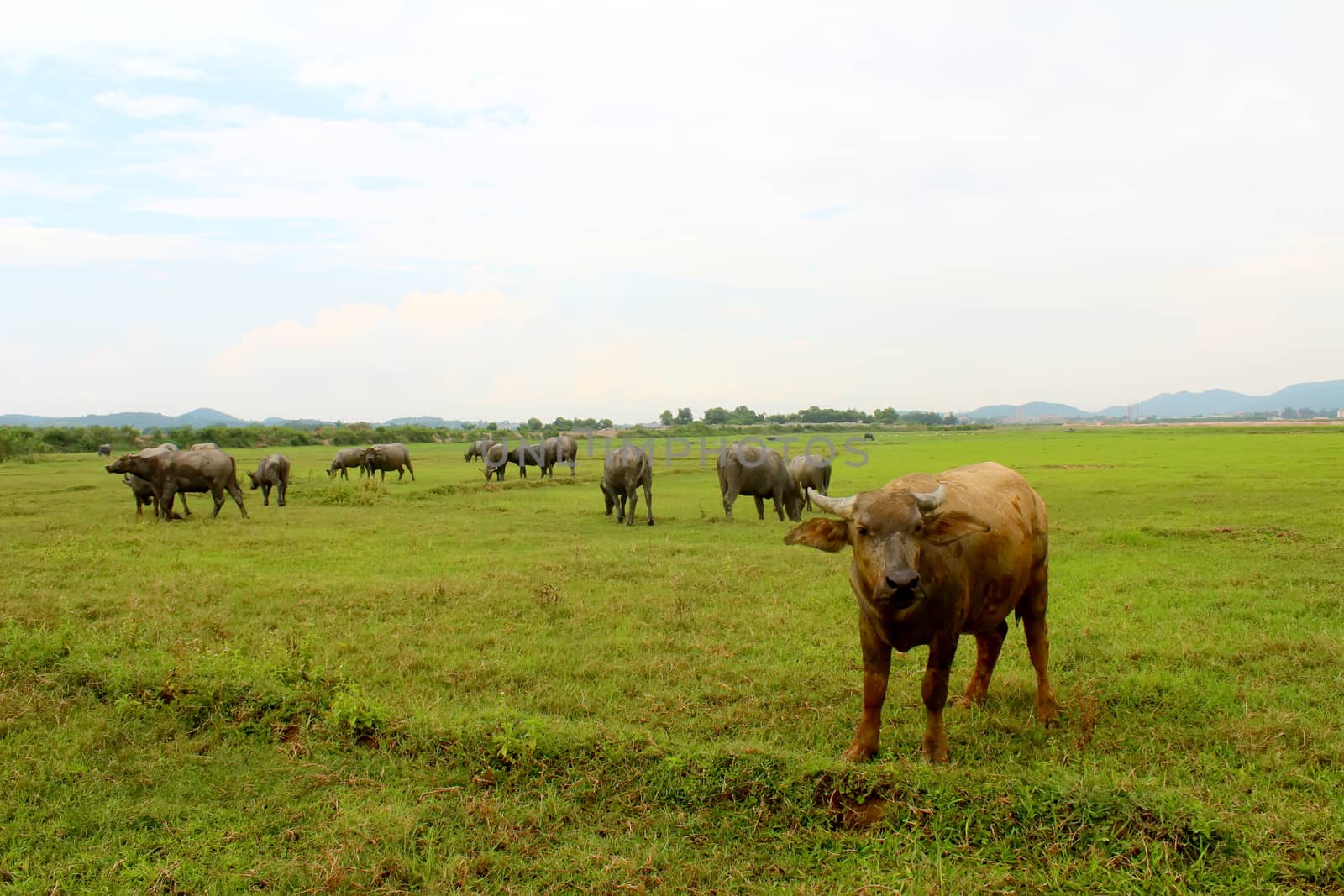 herd of buffalo on the field by dinhngochung