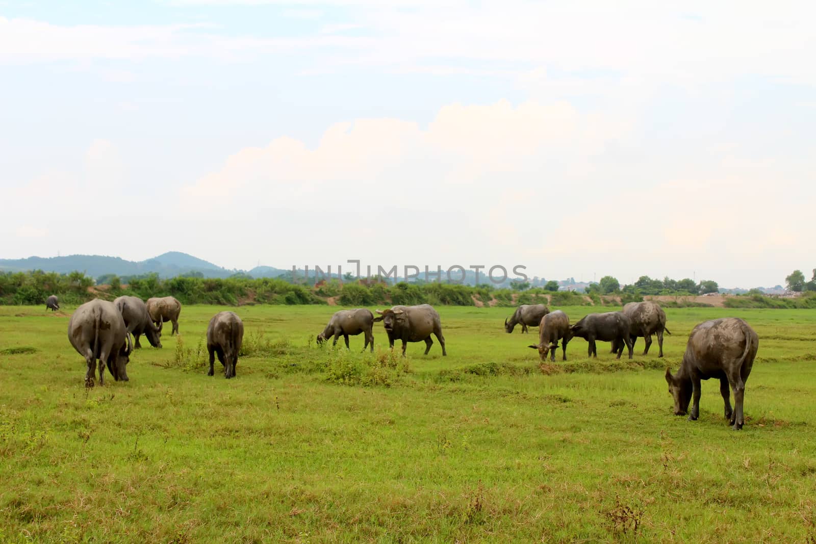 herd of buffalo on the field by dinhngochung