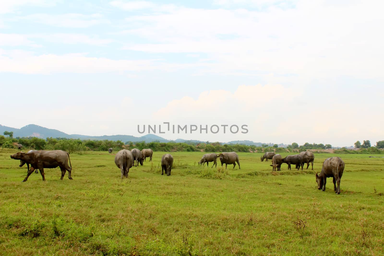 herd of buffalo on the field by dinhngochung