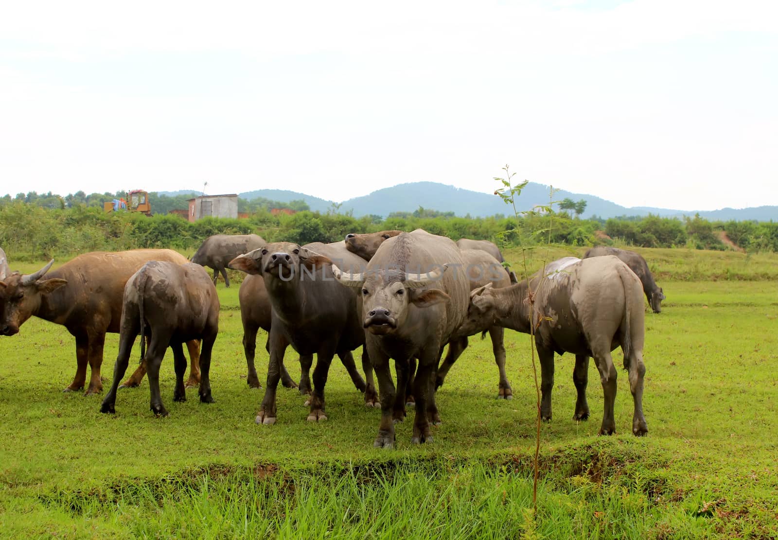 herd of buffalo on the field