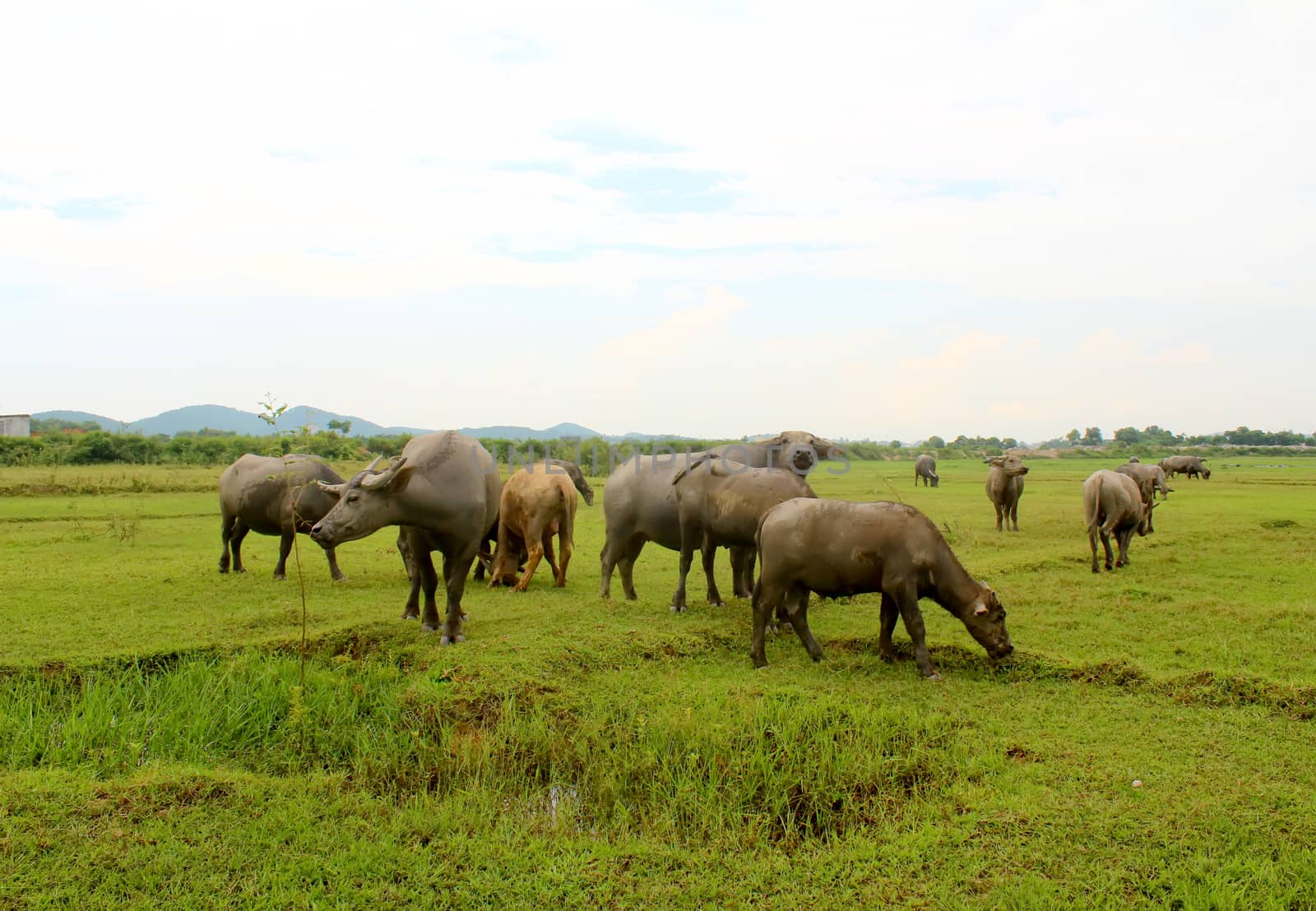 herd of buffalo on the field