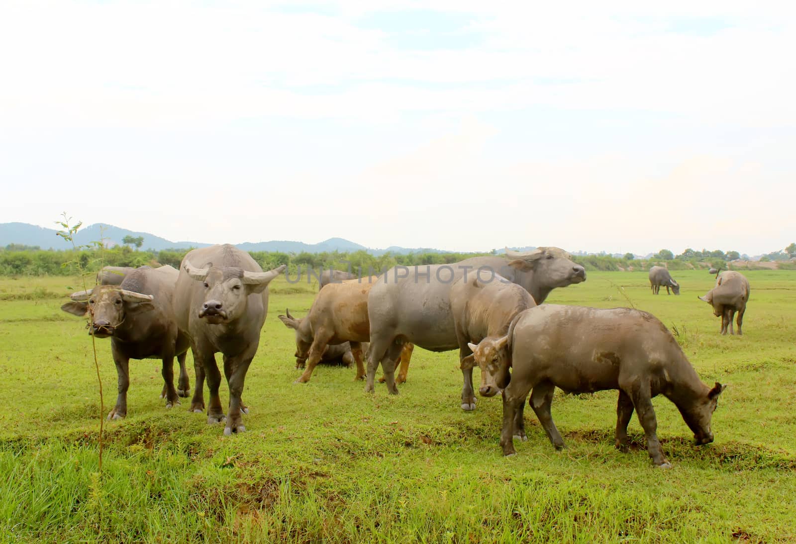 herd of buffalo on the field by dinhngochung