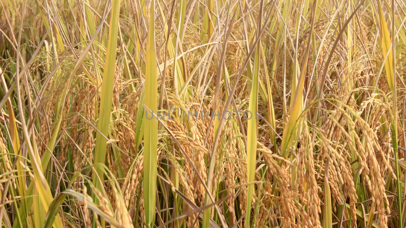 rice field