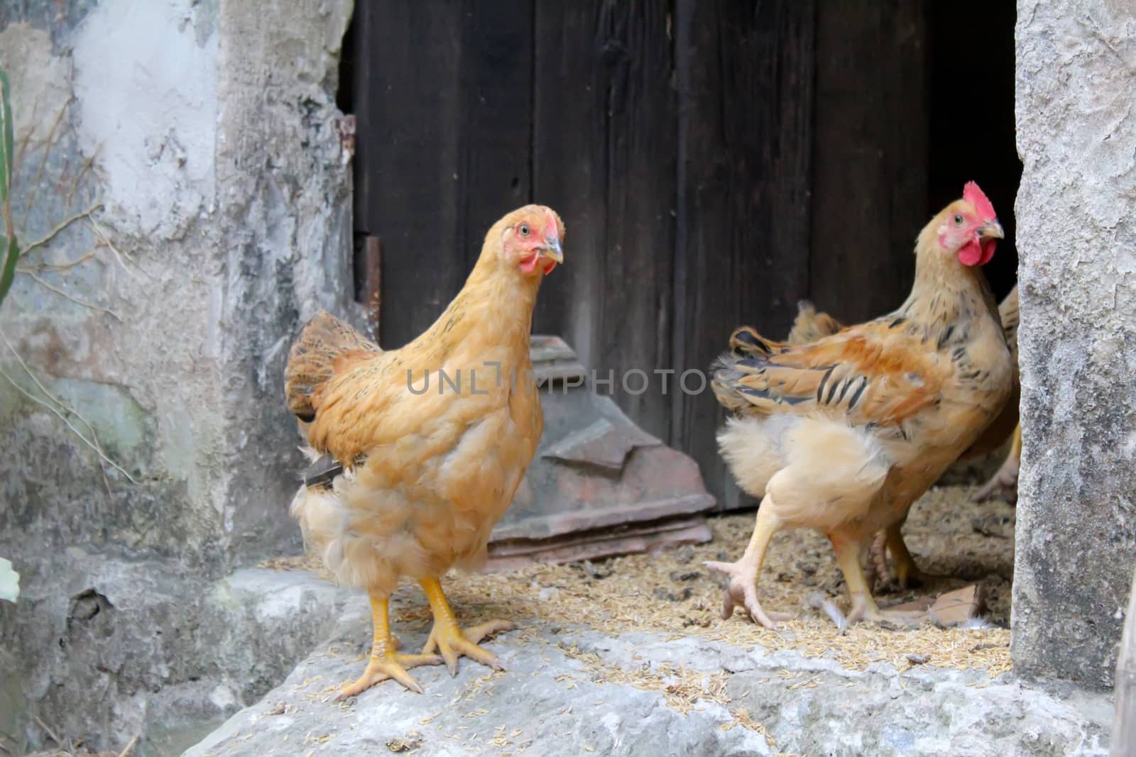 chicken in the garden