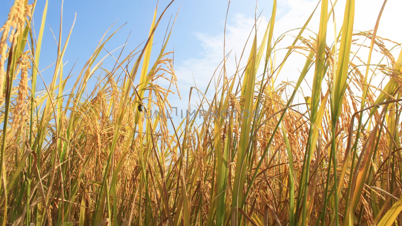 rice field