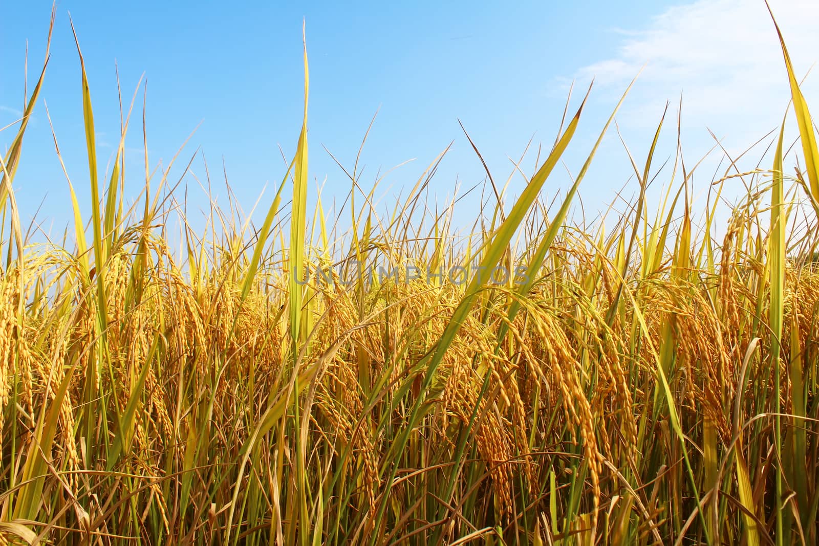 rice field