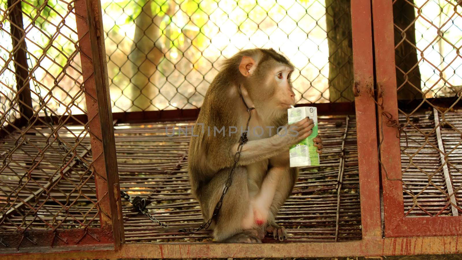 monkey drinking milk by dinhngochung