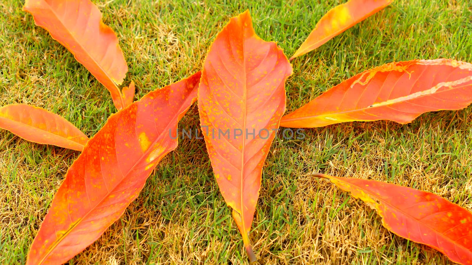 yellow leaves on grass by dinhngochung