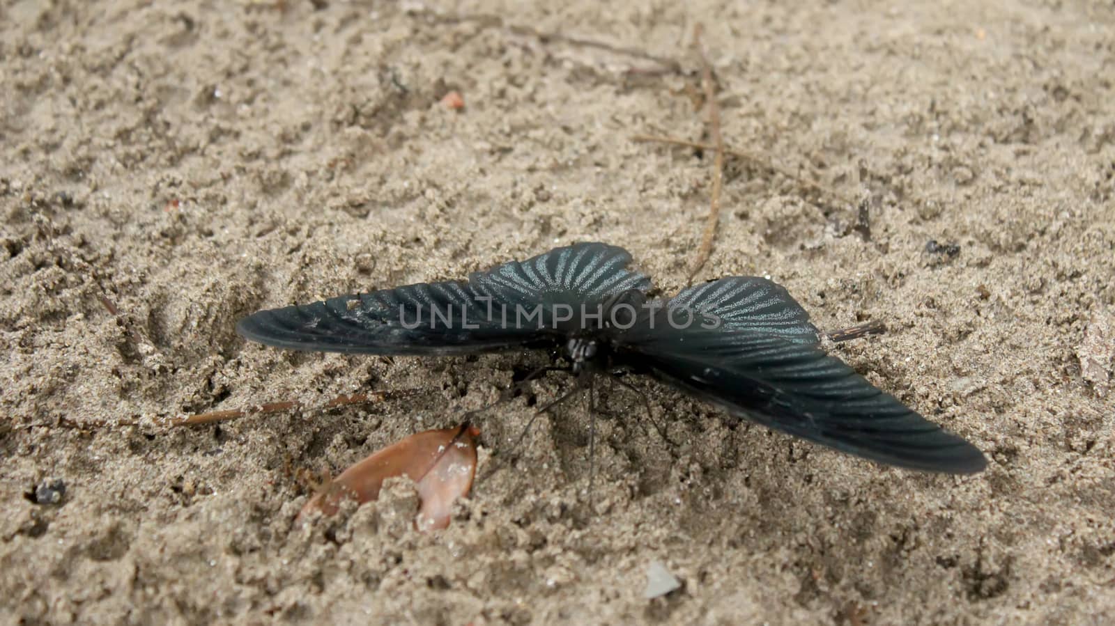 black butterfly on sand