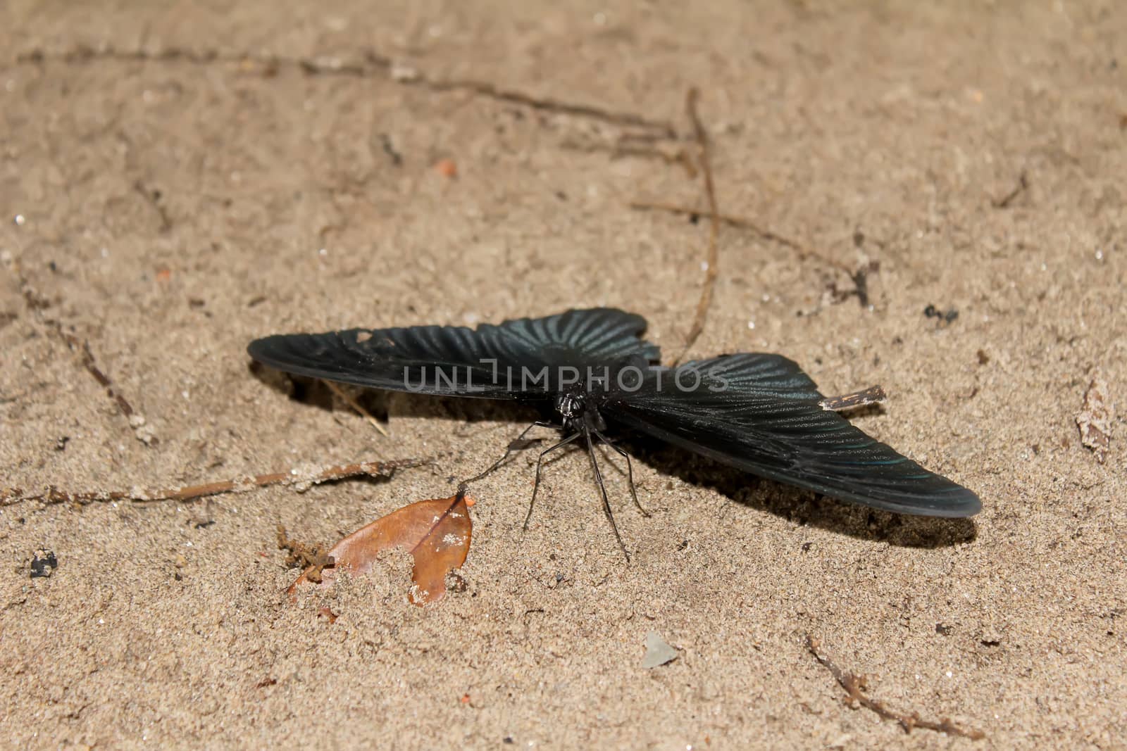 black butterfly on sand