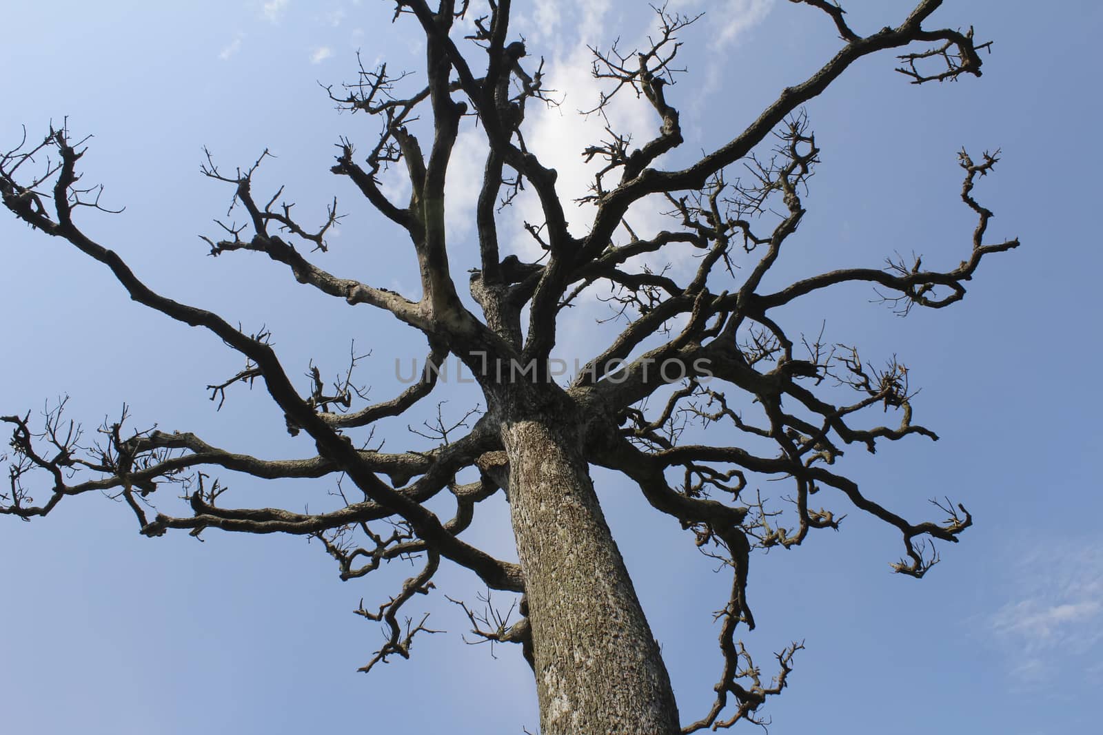 Dry trees and sky