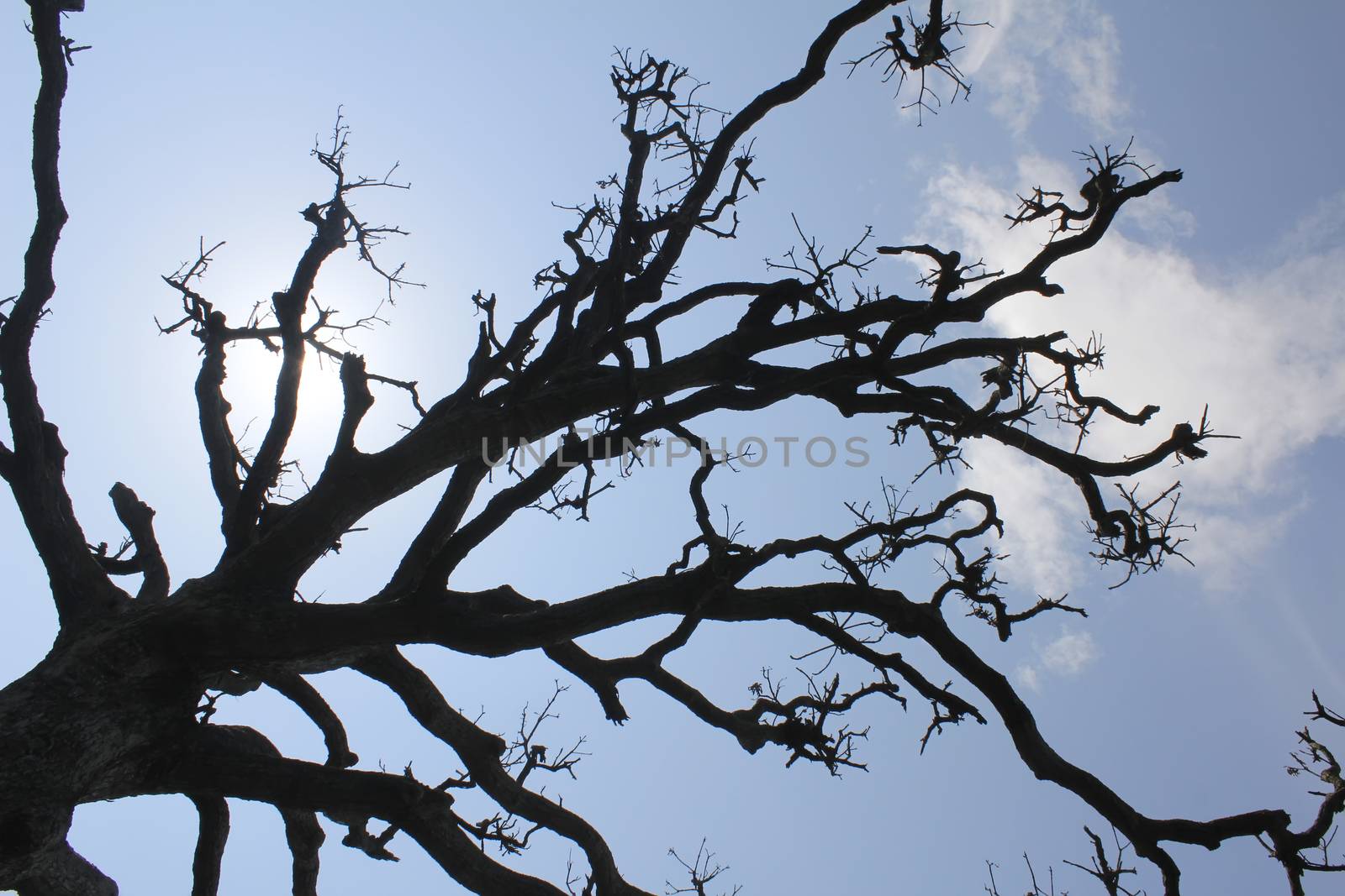 Dry trees and sky by dinhngochung