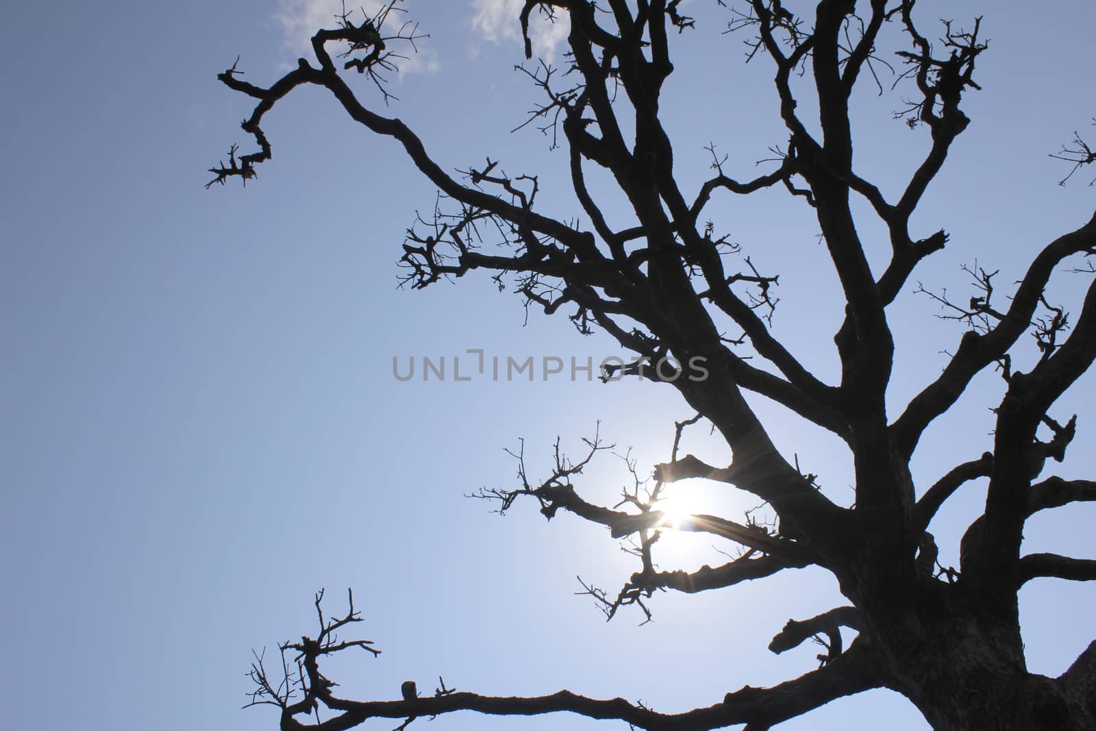 Dry trees and sky by dinhngochung