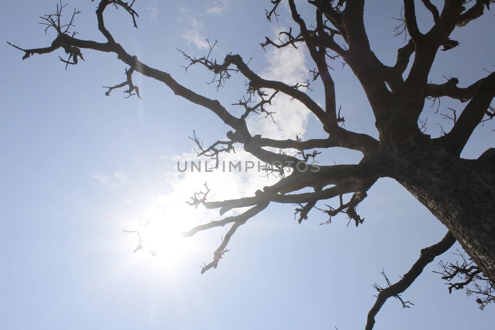 Dry trees and sky by dinhngochung