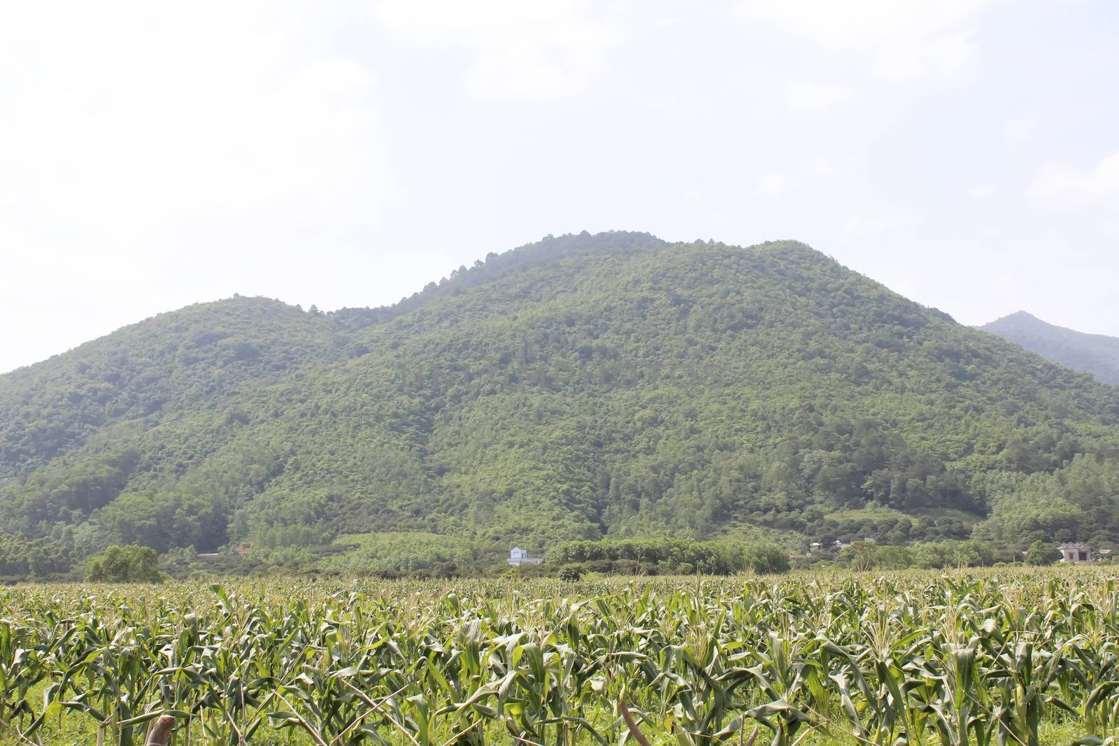 cornfields and mountains by dinhngochung