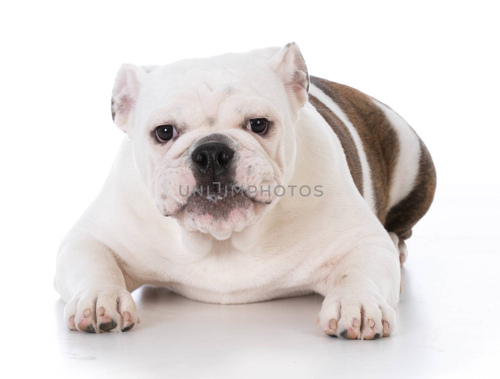 bulldog puppy with adorable expression on white background