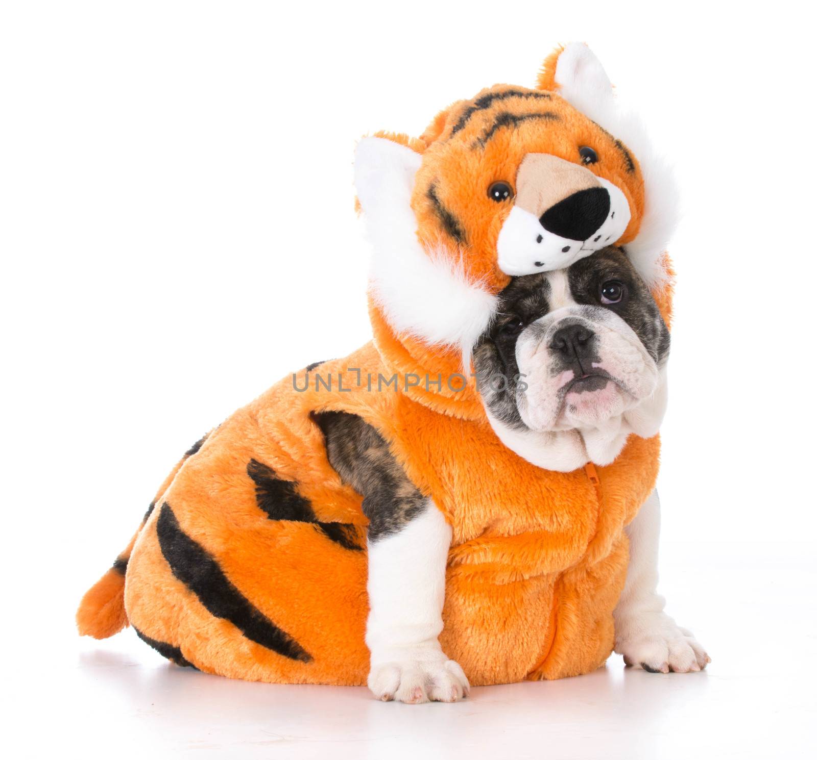 bulldog puppy wearing tiger costume on white background