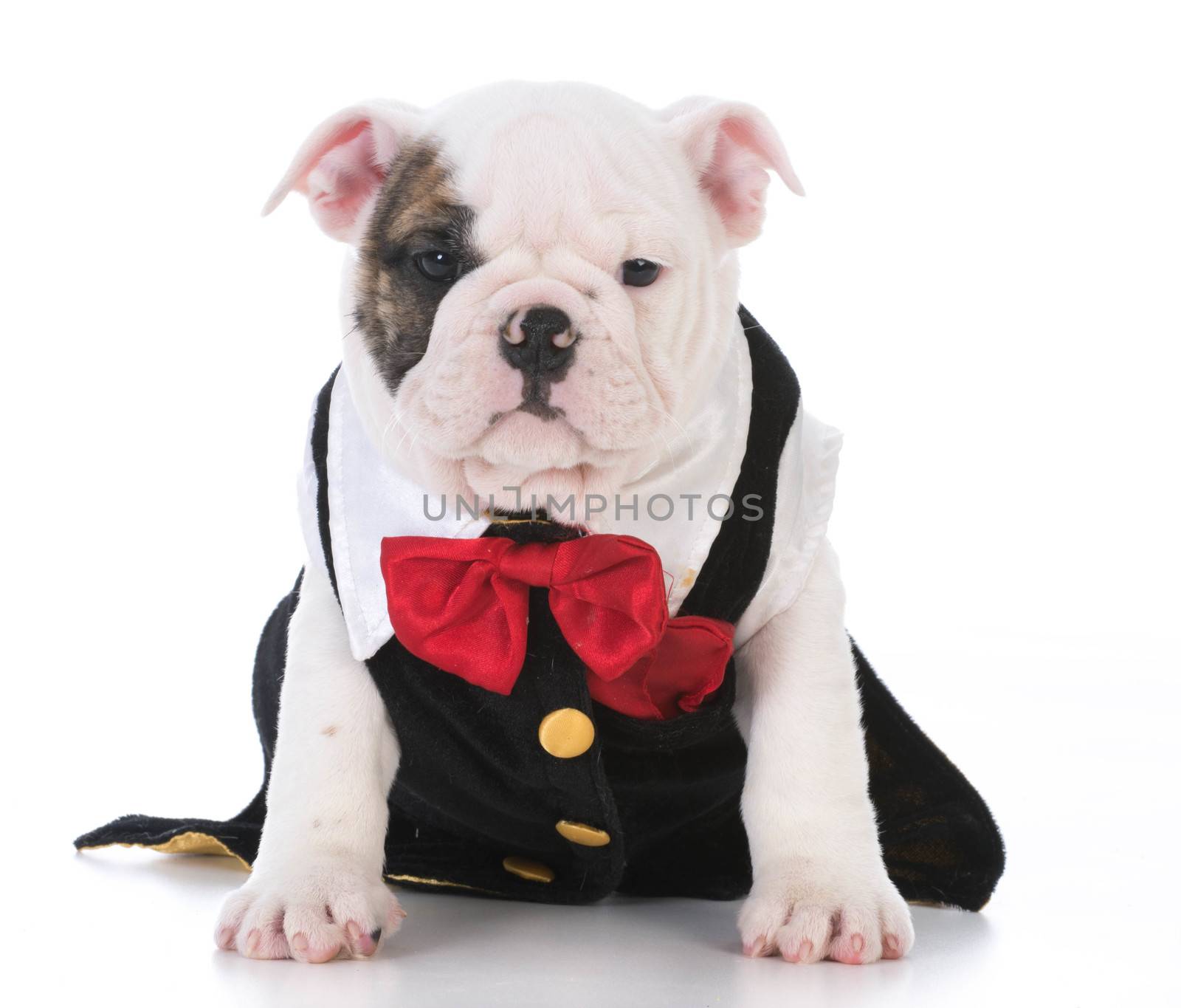 male bulldog puppy wearing tuxedo and red bowtie on white background