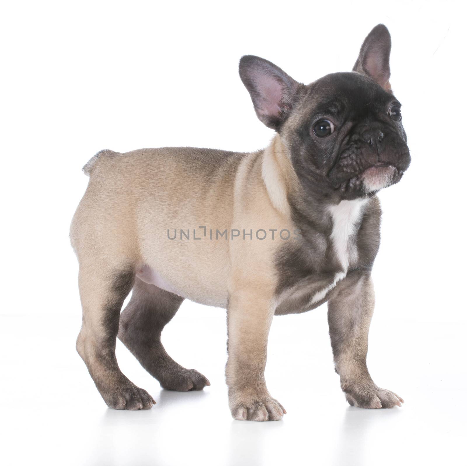 french bulldog with cute expression standing on white background
