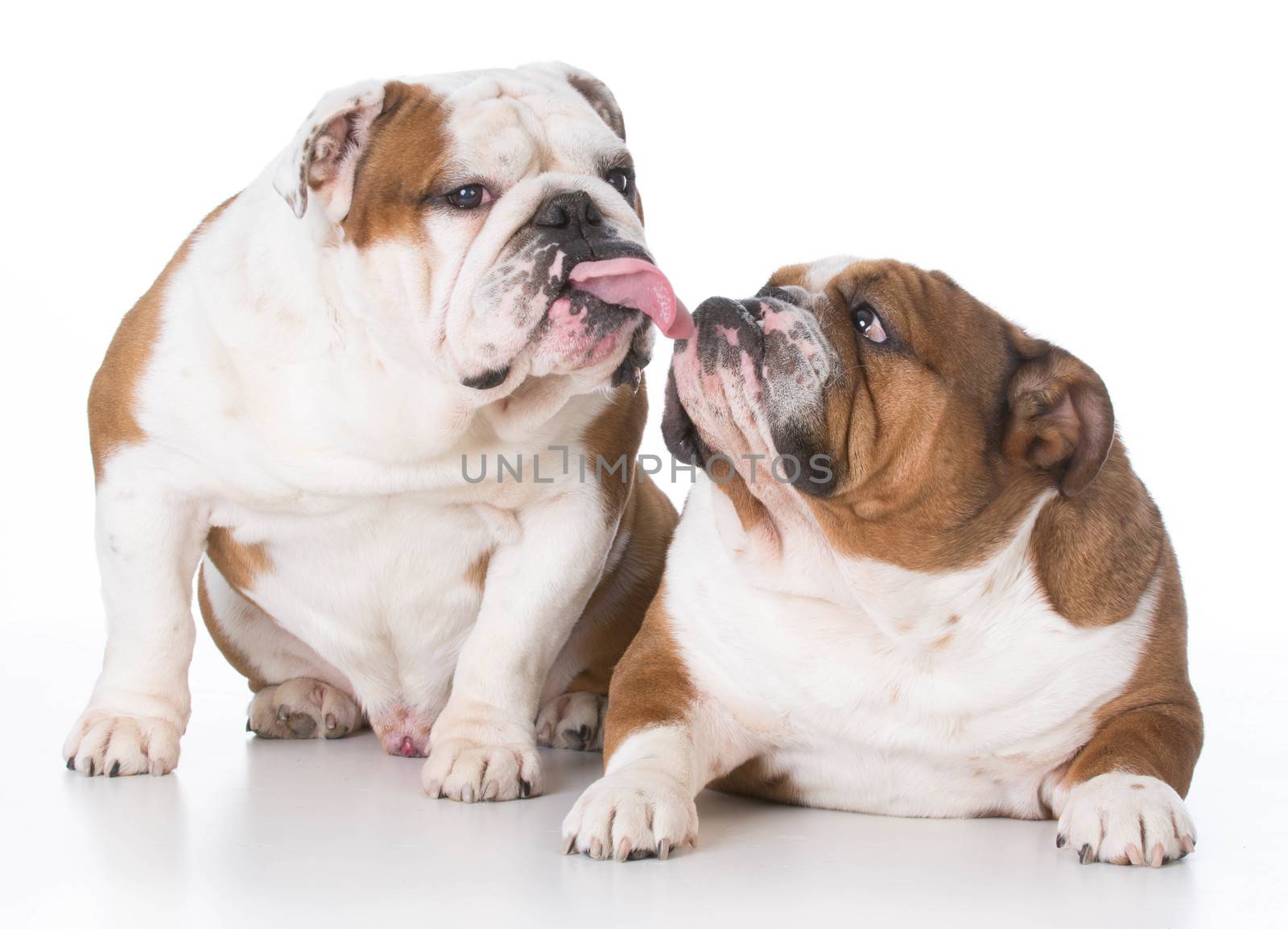 two bulldogs with funny expressions on white background