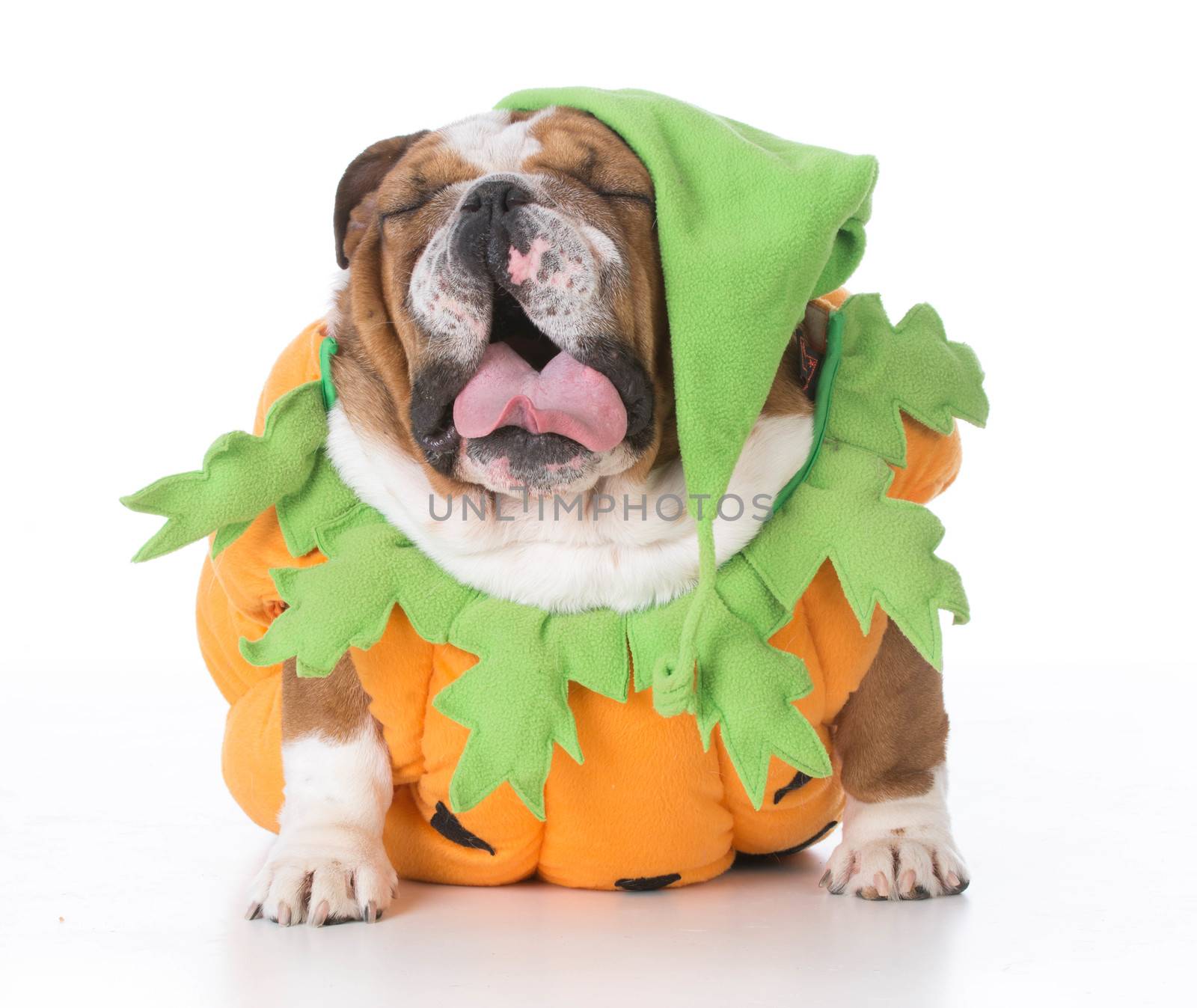 dog dressed like a pumpkin by willeecole123