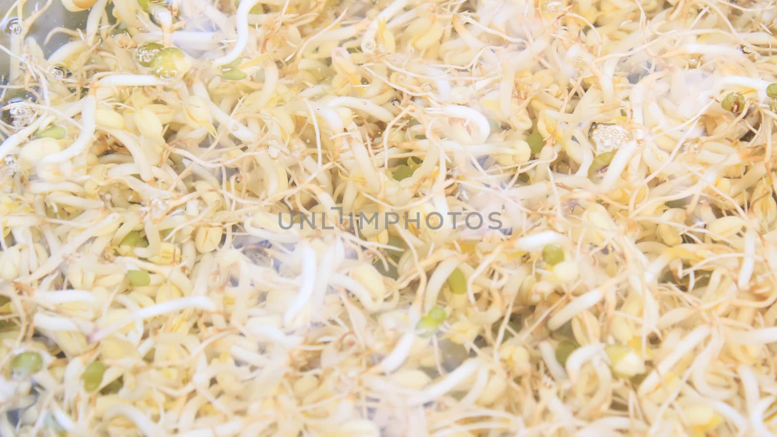 bean sprouts and bean sprouts dishes