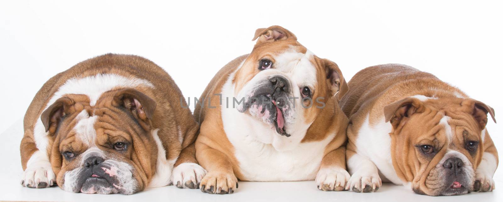 three bulldogs laying down on white background