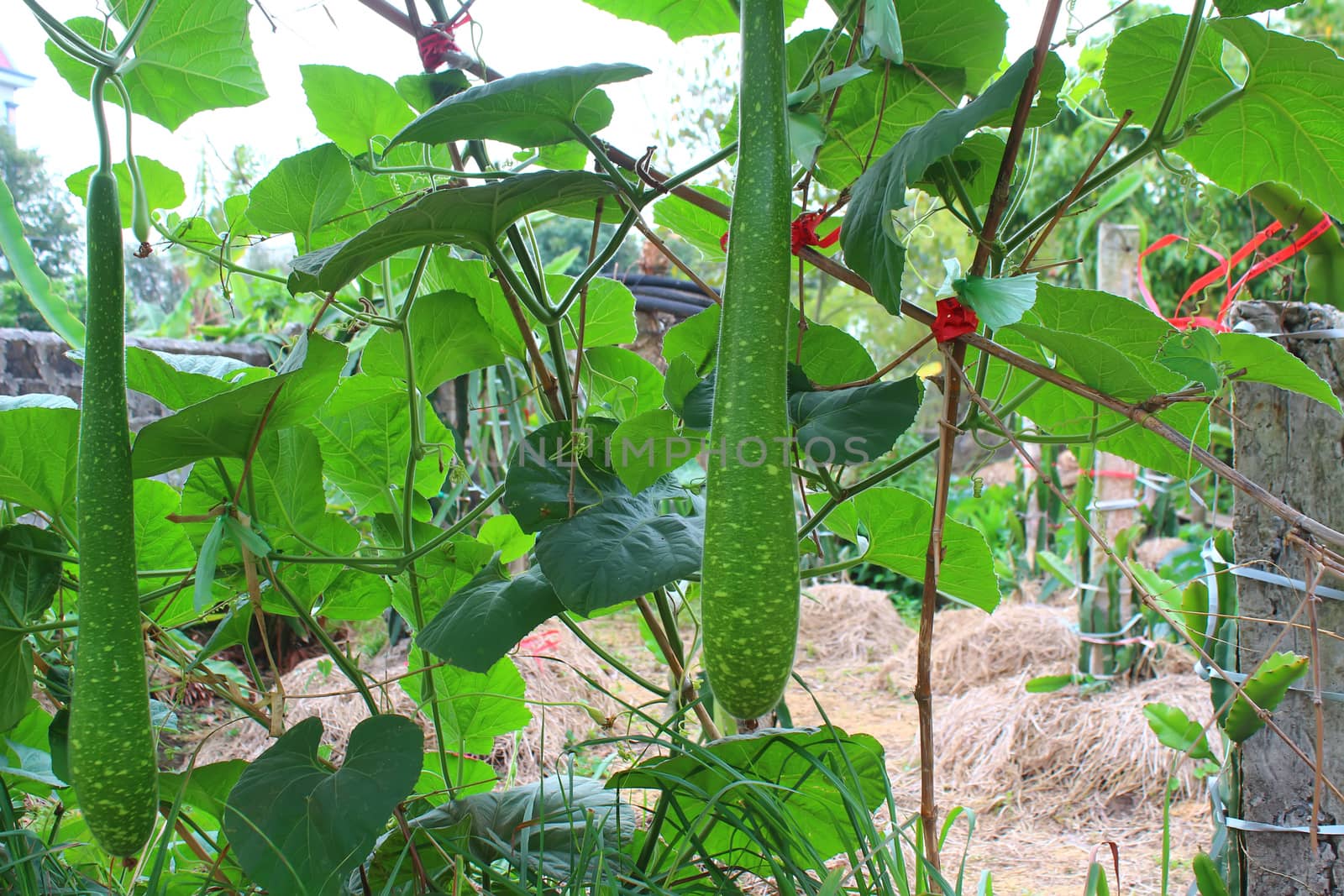 gourd on tree