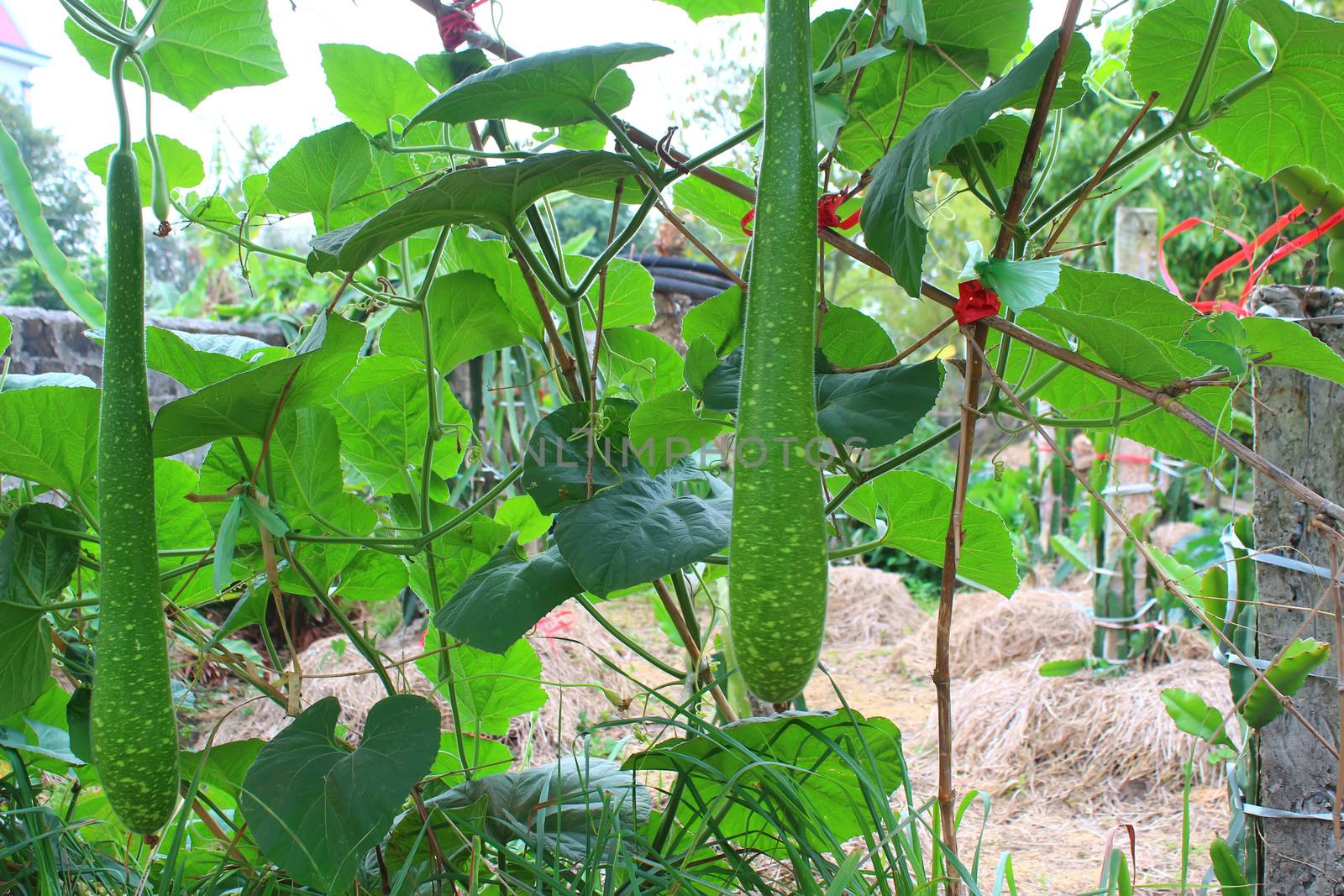 gourd on tree by dinhngochung