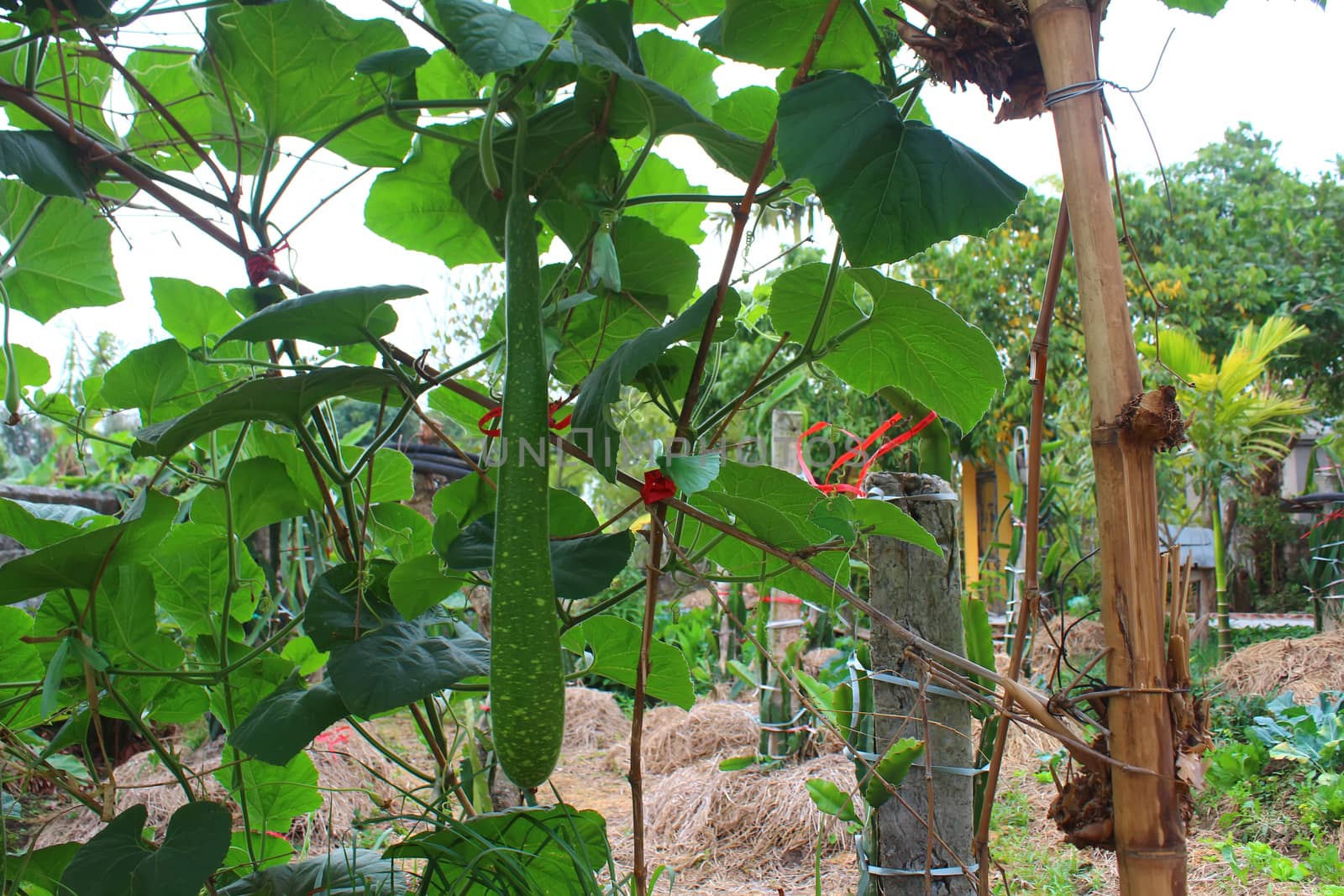 gourd on tree by dinhngochung