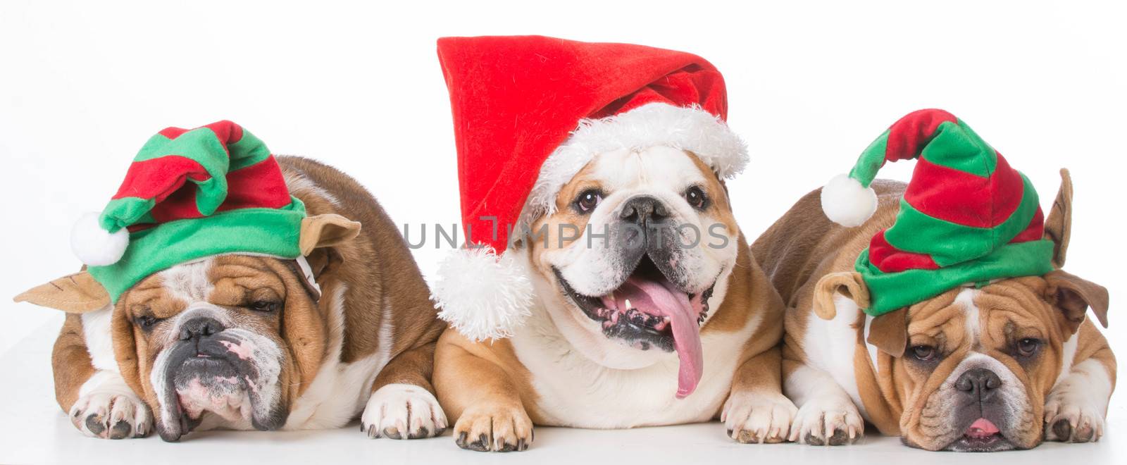 three dogs dressed for christmas by willeecole123