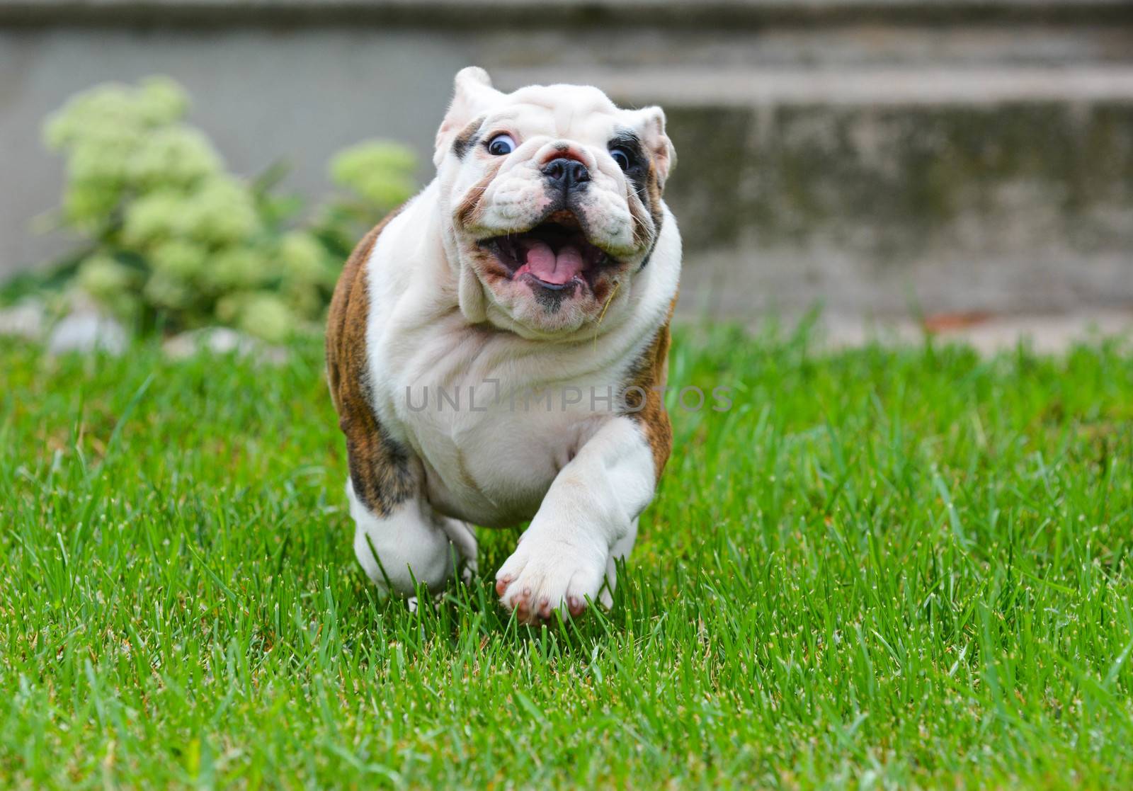 bulldog puppy outdoors running towards viewer