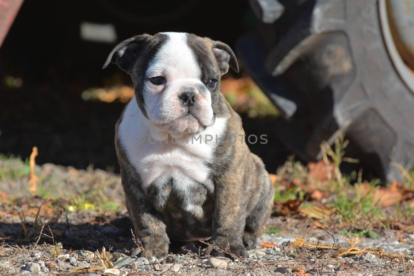 bulldog puppy outdoors sitting by a tractor