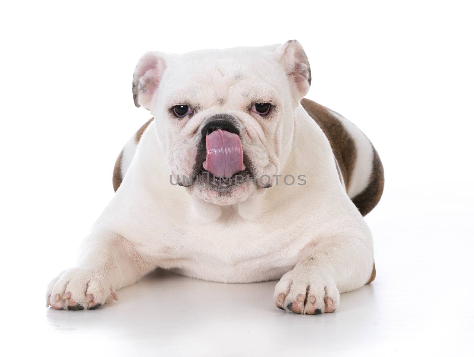 bulldog puppy licking lips on white background